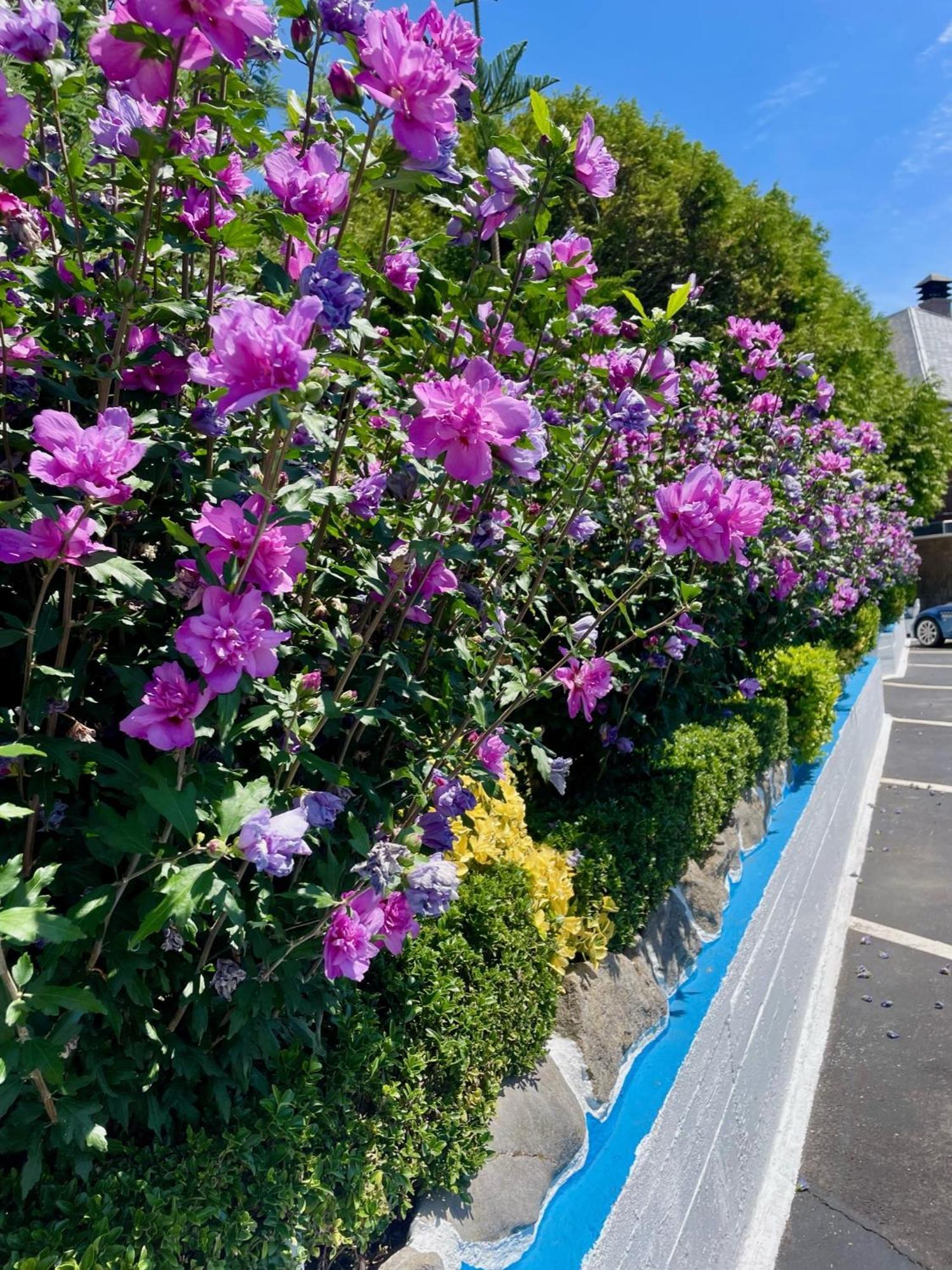 El Jardin Hotel โซโต เด ลามารินา ภายนอก รูปภาพ